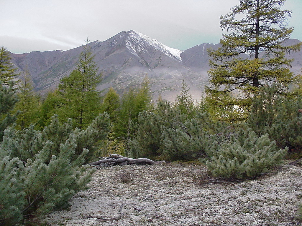 Cherskii Kolyma Mountain Tundra One Earth   771 Cherskii Kolyma Mountain Tundra   Alglus 